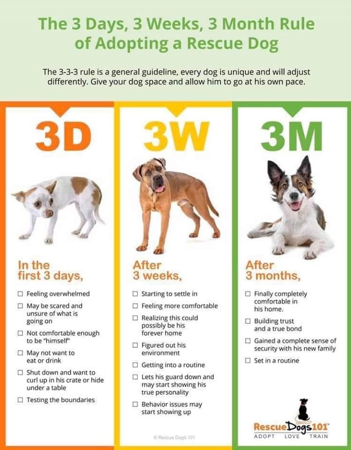 important information about dogs